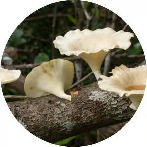 Lentinus sajorcaju