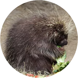 Leo Borlock - Fictional character