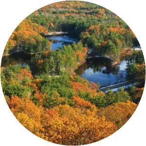 Leominster State Forest - 