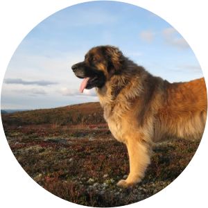 Leonberger - Dog breed