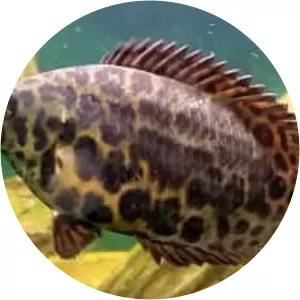 Leopard bush fish