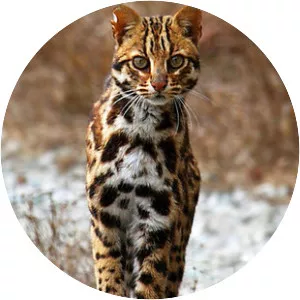 Leopard cat