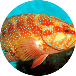 Leopard coral grouper - Fish