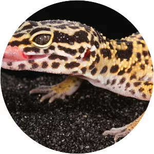 Leopard geckos