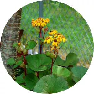 Leopard plant