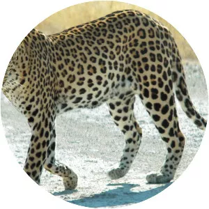 Leopard