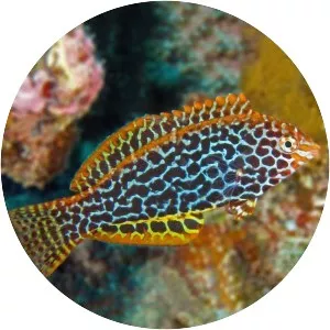 Leopard wrasse