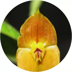 Lepanthes