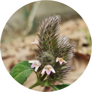 Lepidagathis incurva - 