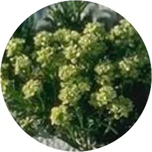 Lepidium barnebyanum
