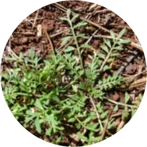 Lepidium didymum
