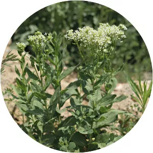 Lepidium draba - Plants