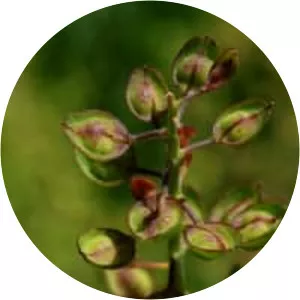 Lepidium heterophyllum - 
