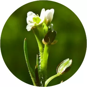 Lepidium nitidum - Plants