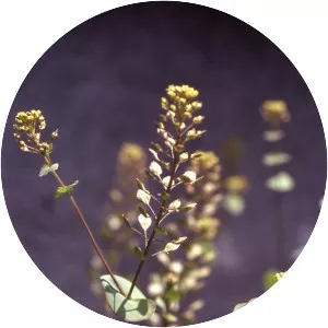 Lepidium perfoliatum