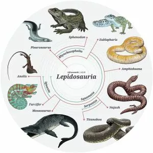 Lepidosauria