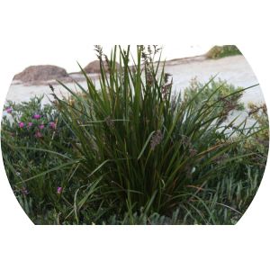 Lepidosperma gladiatum - 