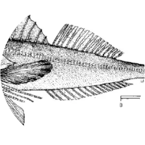 Lepidotrigla cavillone - 