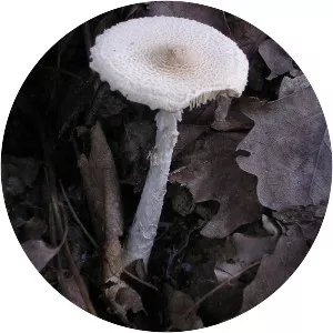 Lepiota