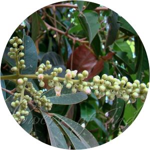 Lepisanthes tetraphylla - 