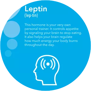 Leptin - Hormone