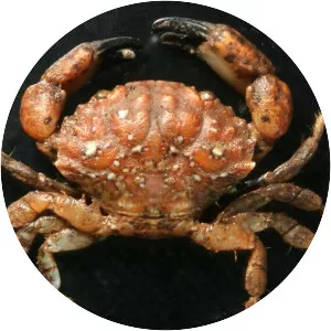 Leptodius exaratus - 