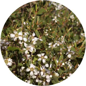 Leptospermum laevigatum