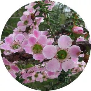 Leptospermum squarrosum - 
