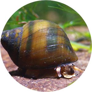 Leptoxis carinata - Animal