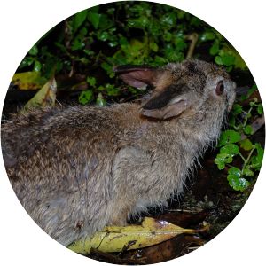 Lepus sinensis formosus