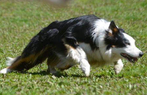 Lerkulans Vallcenter - Dog trainer in Lerkulan, Sweden