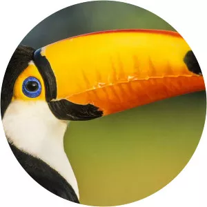 Les Oiseaux du Monde - Musical artist