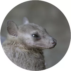 Leschenault's rousette - Animal