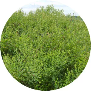 Lespedeza cyrtobotrya - 