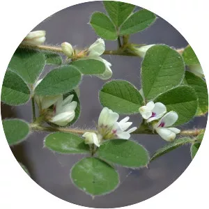 Lespedeza pilosa - 
