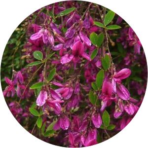 Lespedeza thunbergii