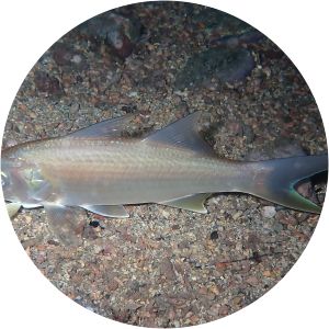Lesser African threadfin - Fish