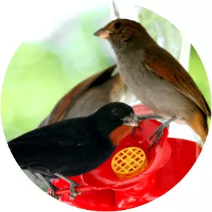 Lesser Antillean bullfinch - Bird