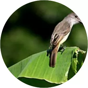 Lesser Antillean flycatcher
