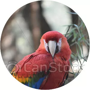 Lesser Antillean macaw