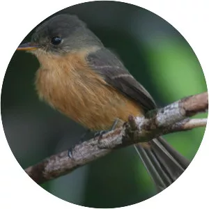 Lesser Antillean pewee