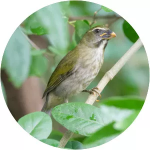 Lesser Antillean saltator