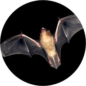 Lesser Asiatic yellow bat photograph