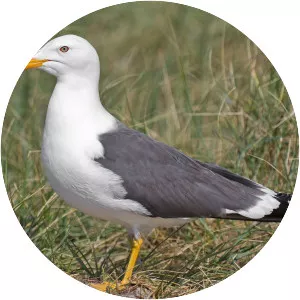 Lesser black-backed gull