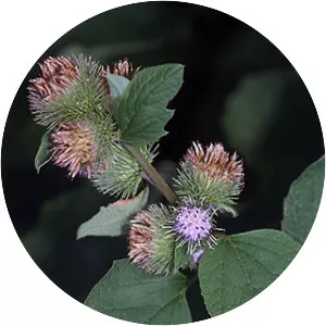 Lesser burdock
