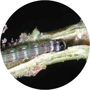 Lesser Cornstalk Borer