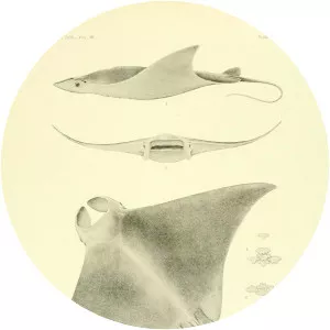 Lesser devil ray - Fish