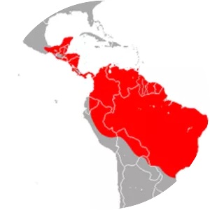 Lesser dog-like bat - Animal