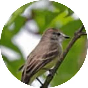 Lesser elaenia - Bird