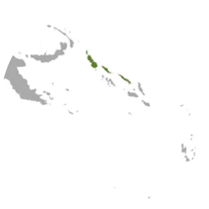 Lesser flying fox - Animal